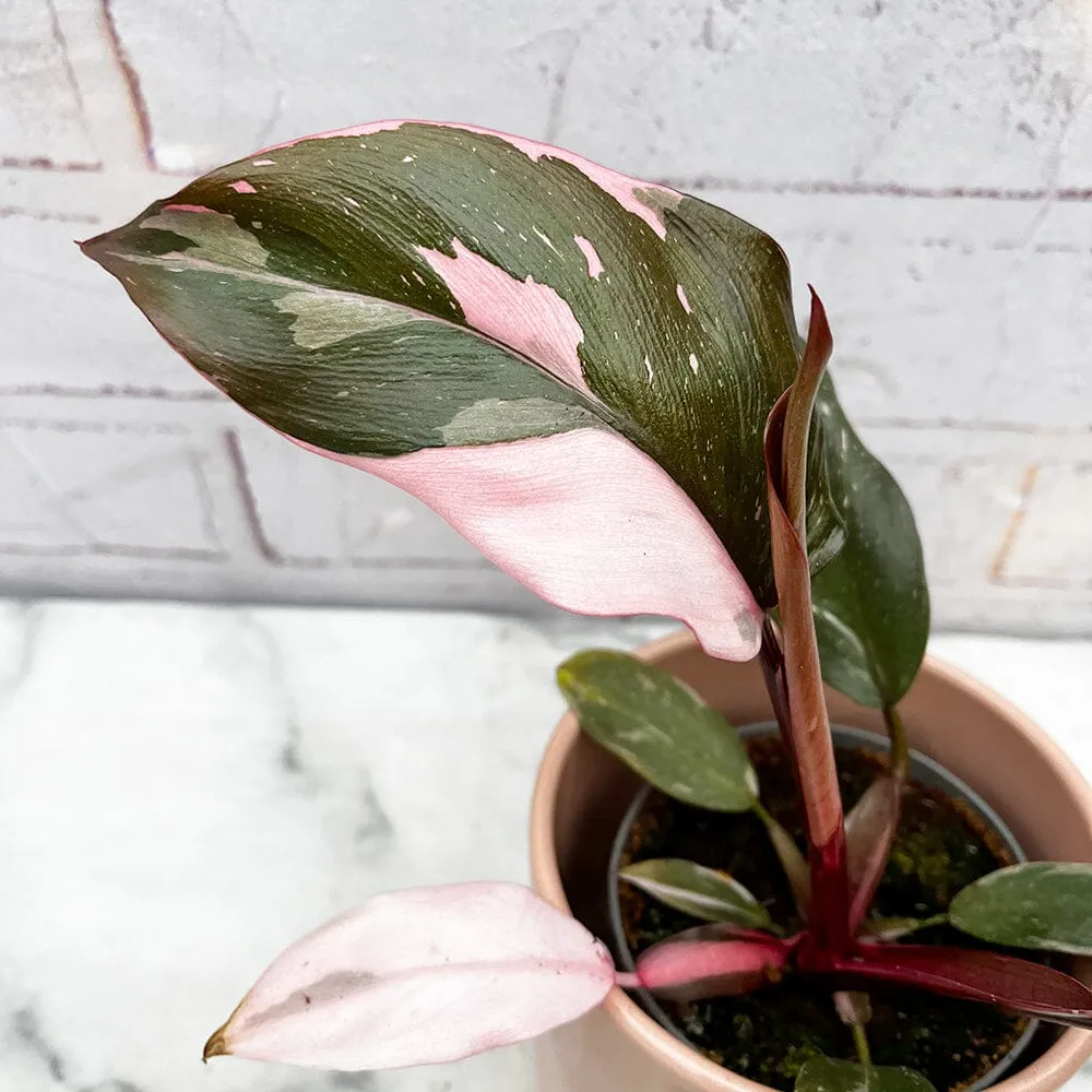 10 - 20cm Variegated Pink Princess House Plant 10cm Pot